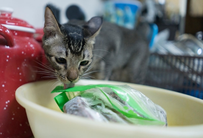 cat licking a plastic bag
