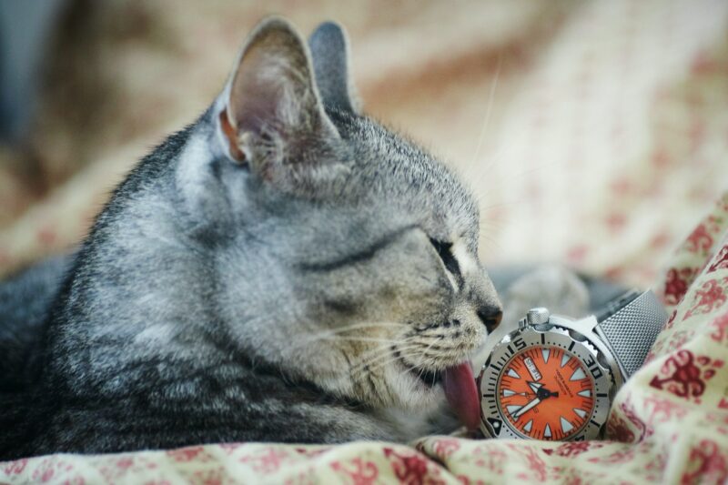 cat licking a watch