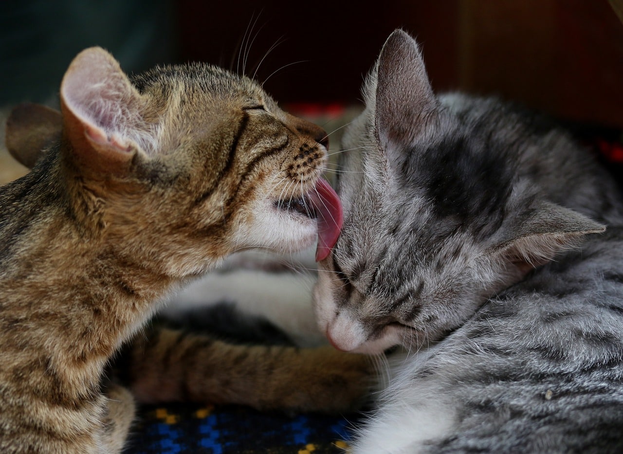 cat licking another cat