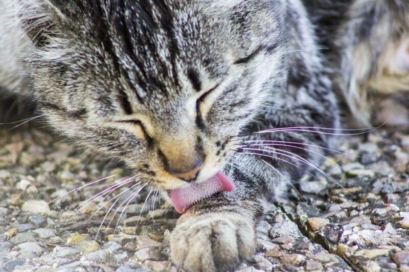 cat licking close up