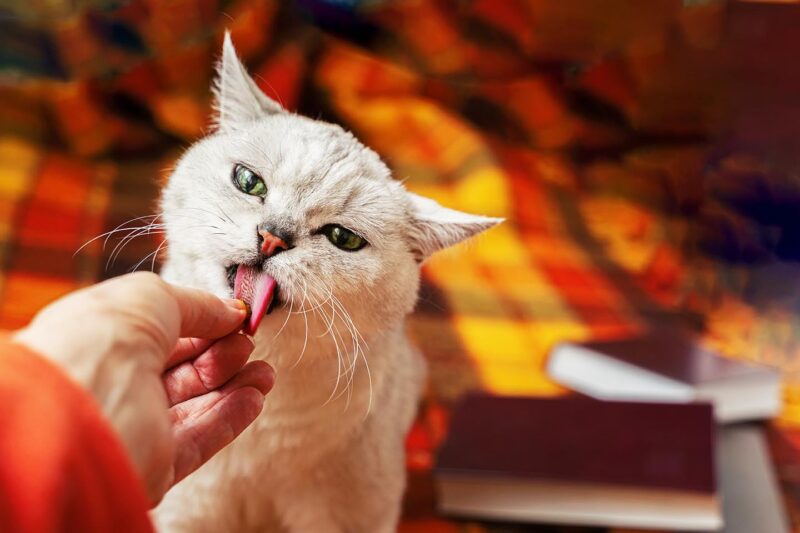 cat licking human fingers