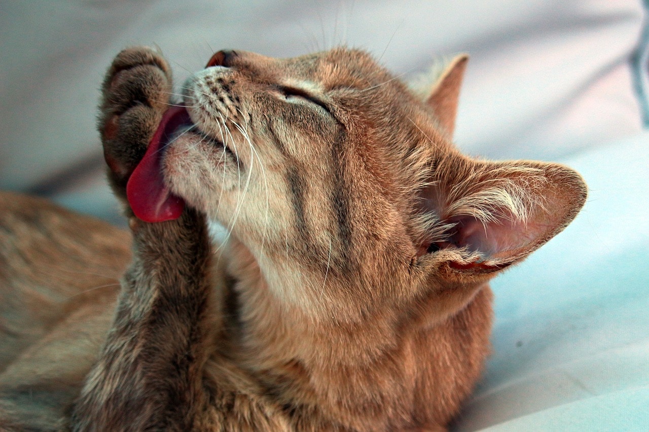 cat licking itself