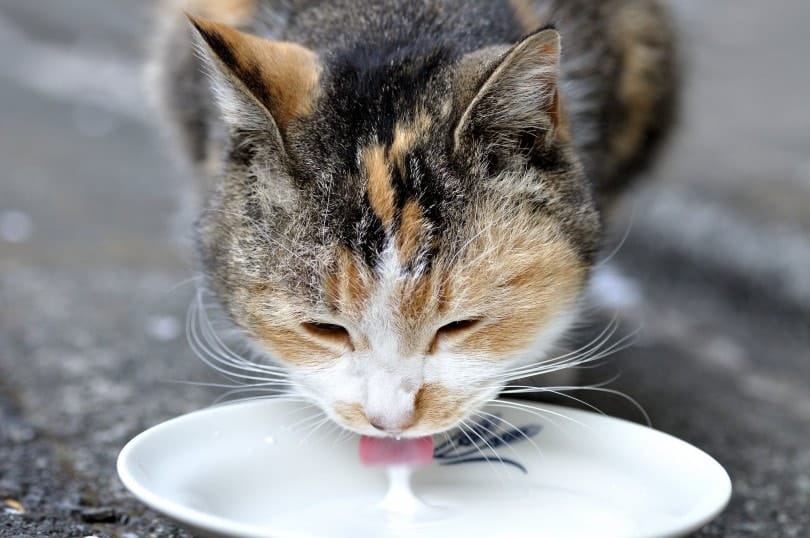 cat licks milk