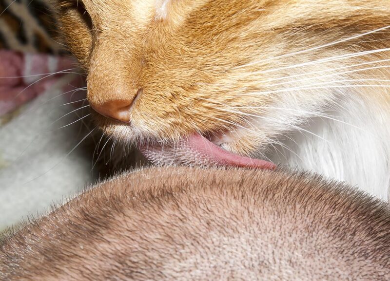 cat licks the head of a human