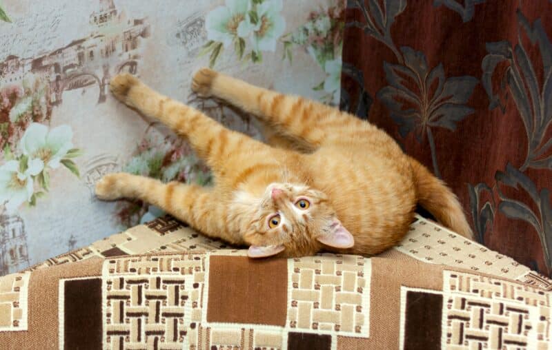 cat lies on the sofa touching the wall with its paws