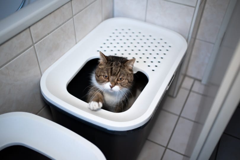 cat litter box top entry