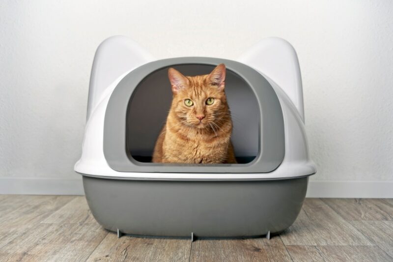 cat in litter box