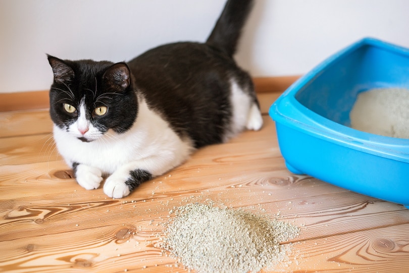 How To Stop Cat Litter Tracking - DodoWell - The Dodo