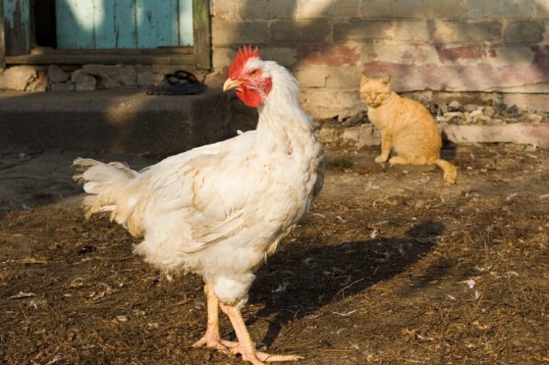 cat looking at a chicken
