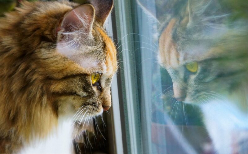 cat looking at the window