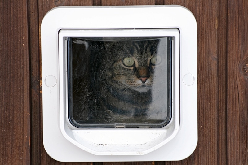 cat looking curiously on the pet door