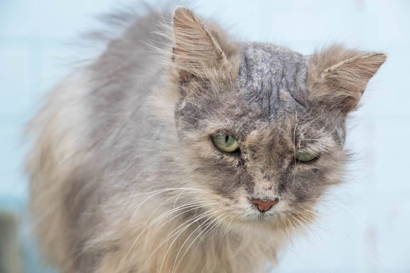 cat losing hair