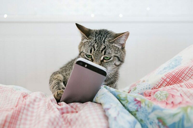 cat lying in bed and watching videos on the phone_Lario_shutterstock