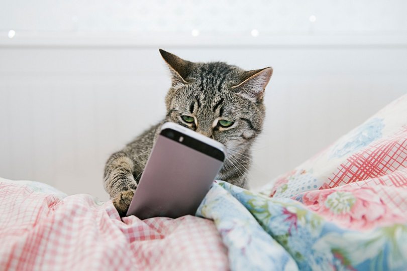 cat lying in bed and watching videos on the phone_Lario_shutterstock