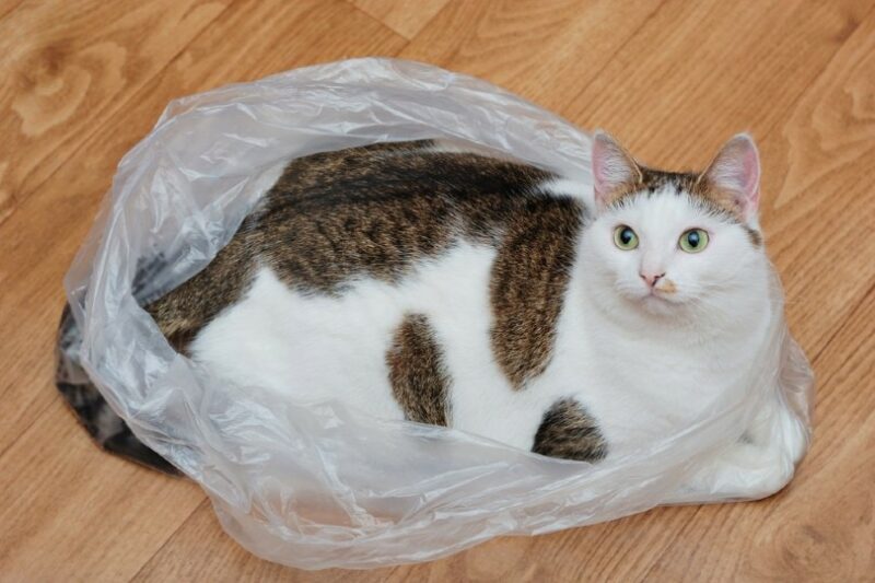 cat lying inside a plastic bag