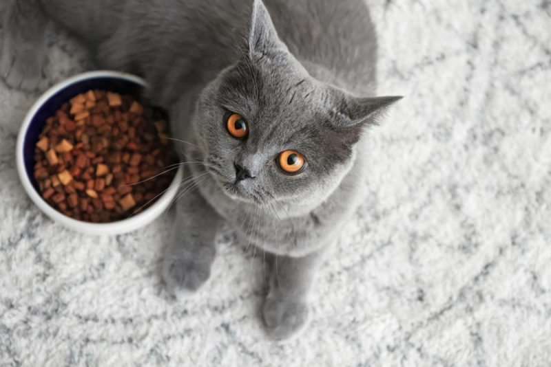cat lying near bowl with food