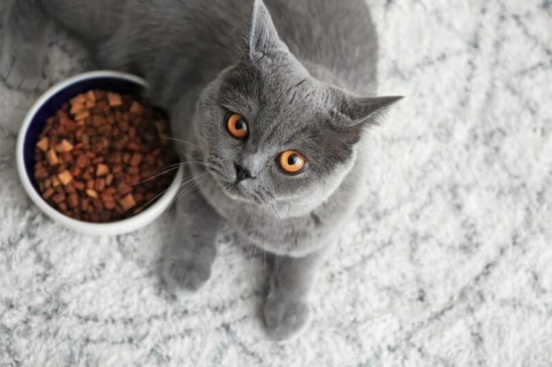 cat lying near bowl with food_Pixel-shot_shutterstock