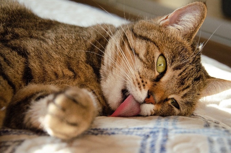 cat lying on bed with its tongue out