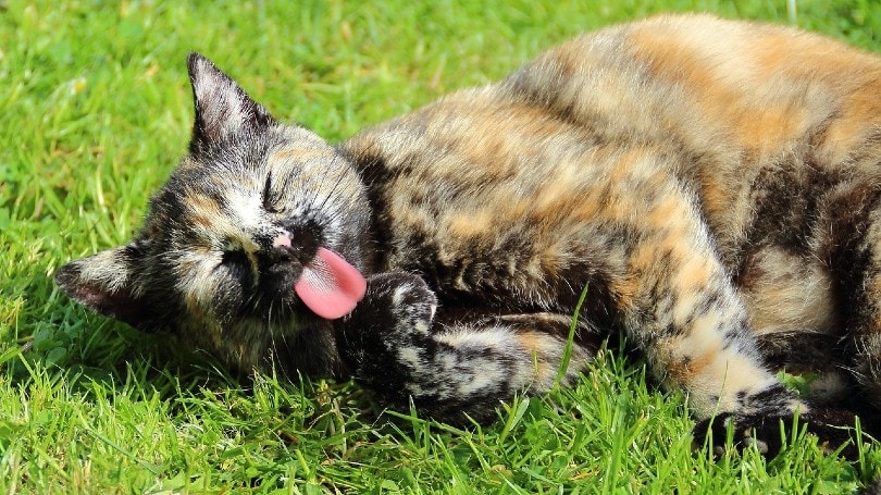 cat lying on grass while its tongue out