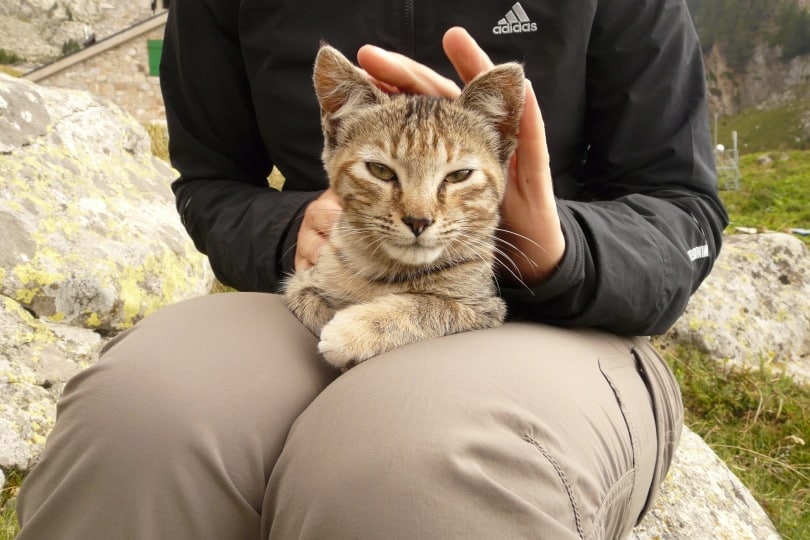 cat lying on humans lap