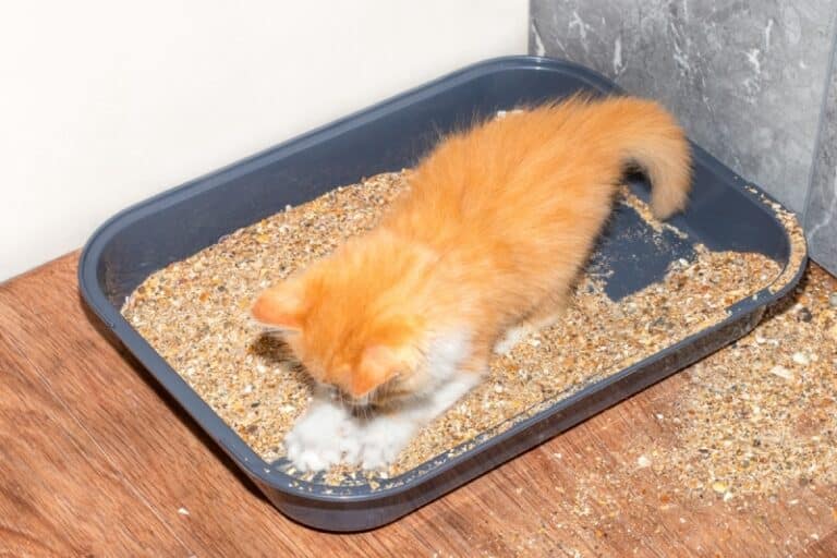 Why Do Cats Roll Around in the Litter Box? 4 VetApproved Reasons