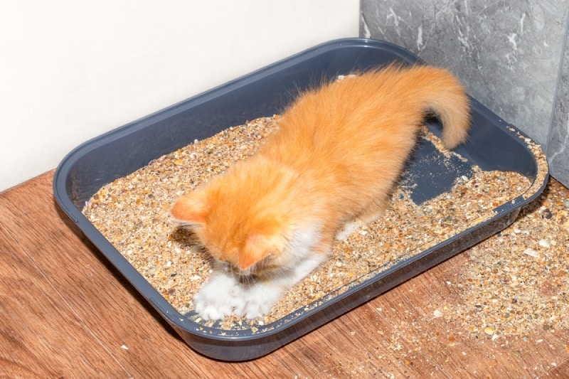 cat lying on litter tray