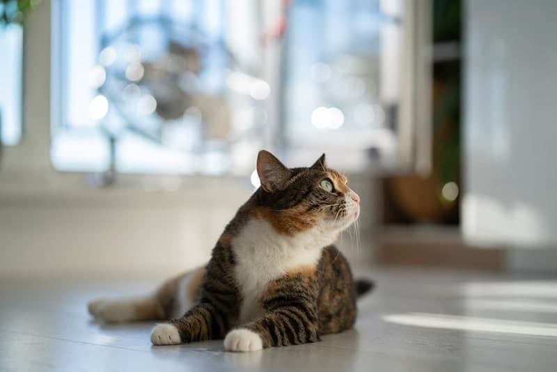 cat lying on the floor and looking up