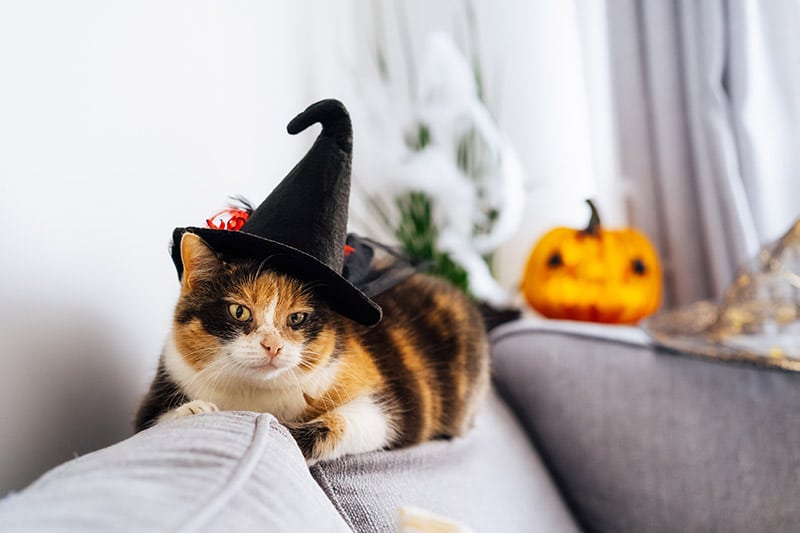 cat lying on the sofa wearing a witch's hat for halloween