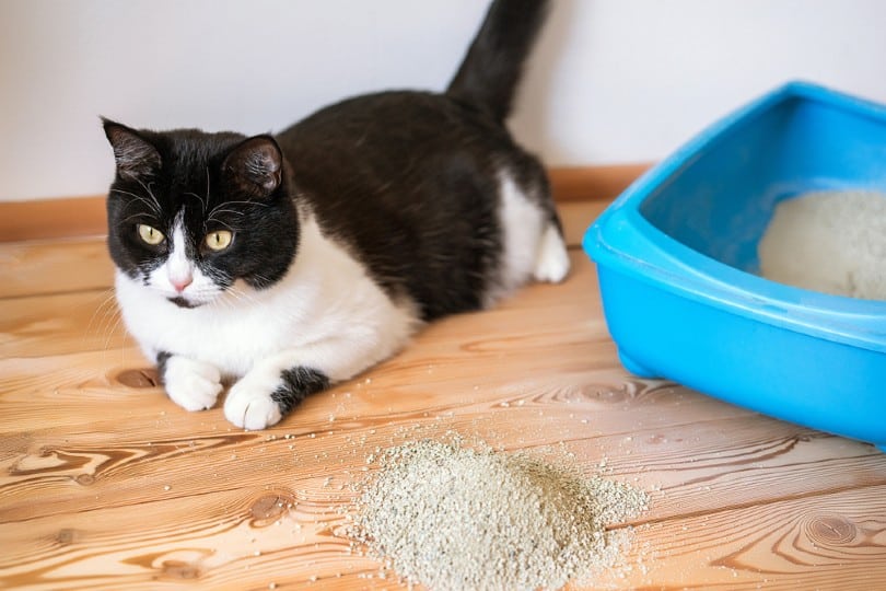 cat lying on the wooden floor beside litter box