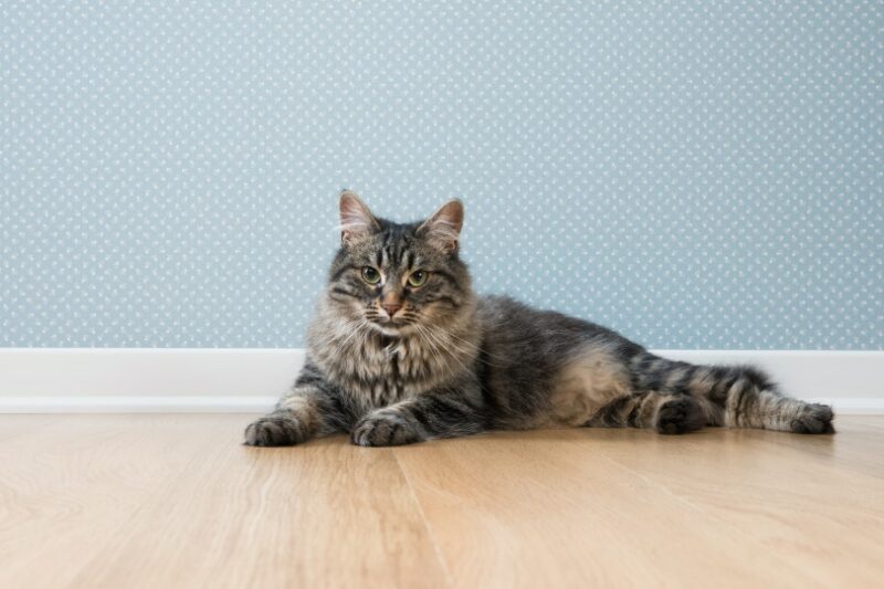 cat lying on wooden floor