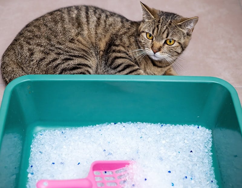 cat lying outside the litter box filled with crystal litter