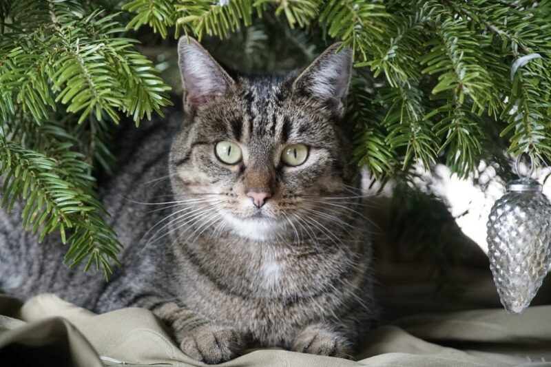 cat lying under christmas tree
