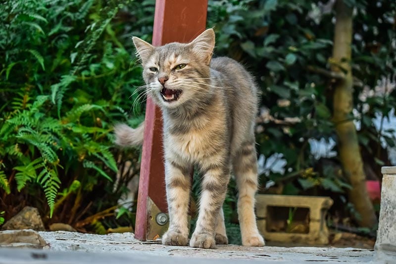 cat marking and meowing