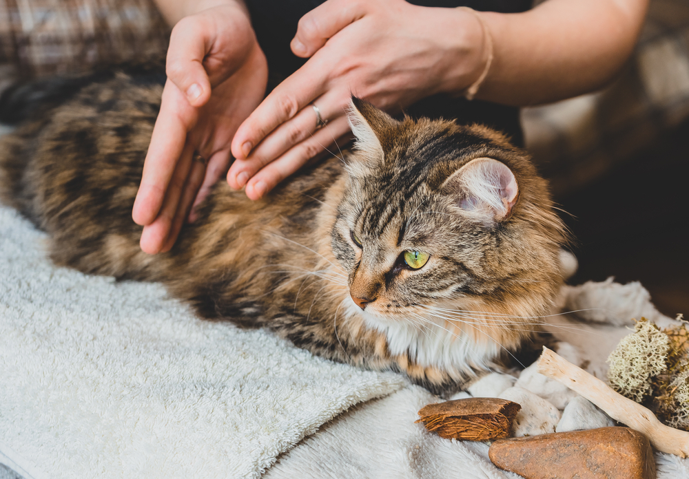 tabby cat getting a massage