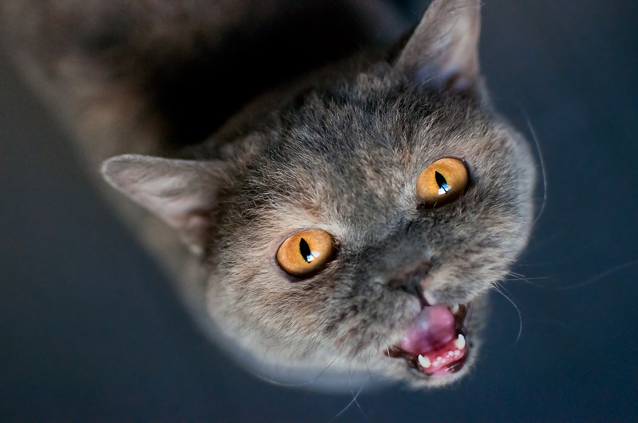 grey brown cat meowing close up