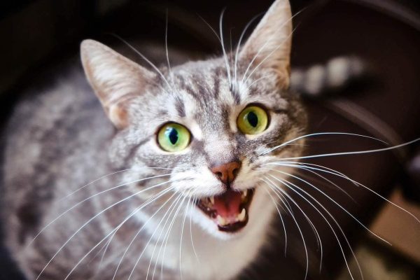 Image showcasing Why Does My Cat Go into Another Room and Meow? 9 Vet-Reviewed Reasons ...