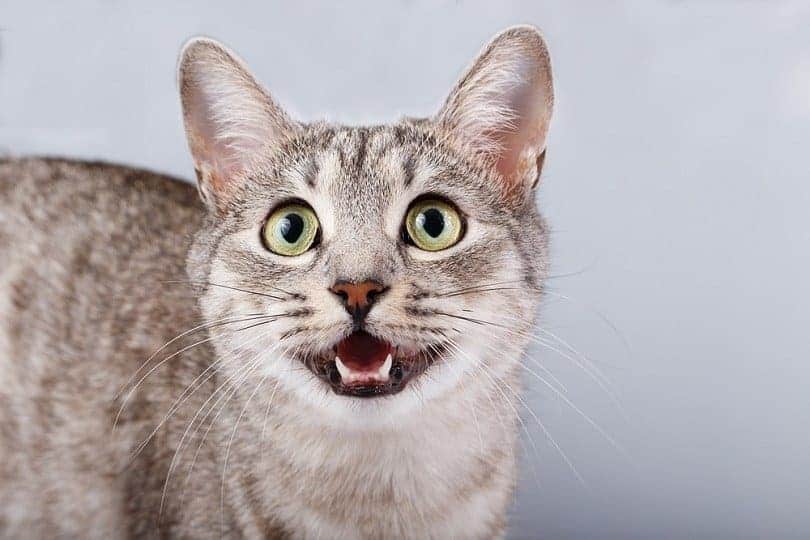 tabby shorthair cat meowing