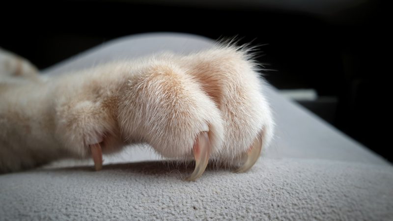 cat nails with sharp claws in couch