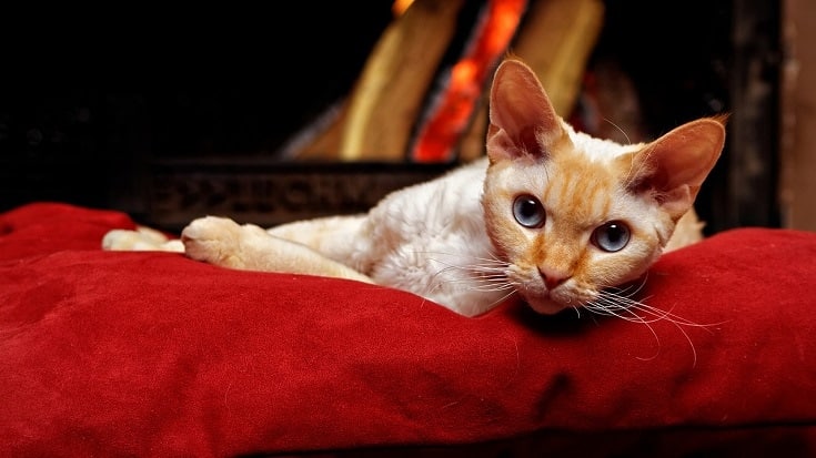 cat near a fireplace