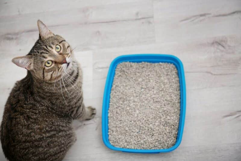 cat near litter tray indoors