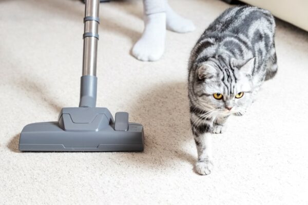 cat near vacuum