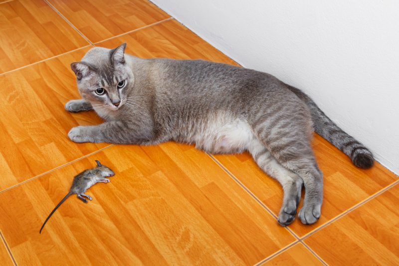 cat next to a dead rat