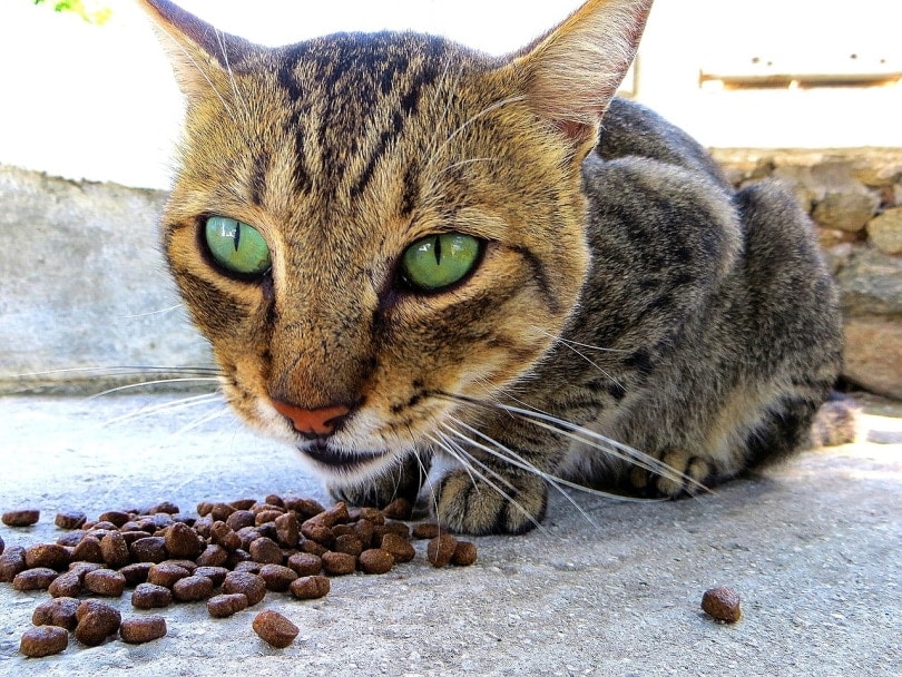 cat nose_Surprise_Pixabay
