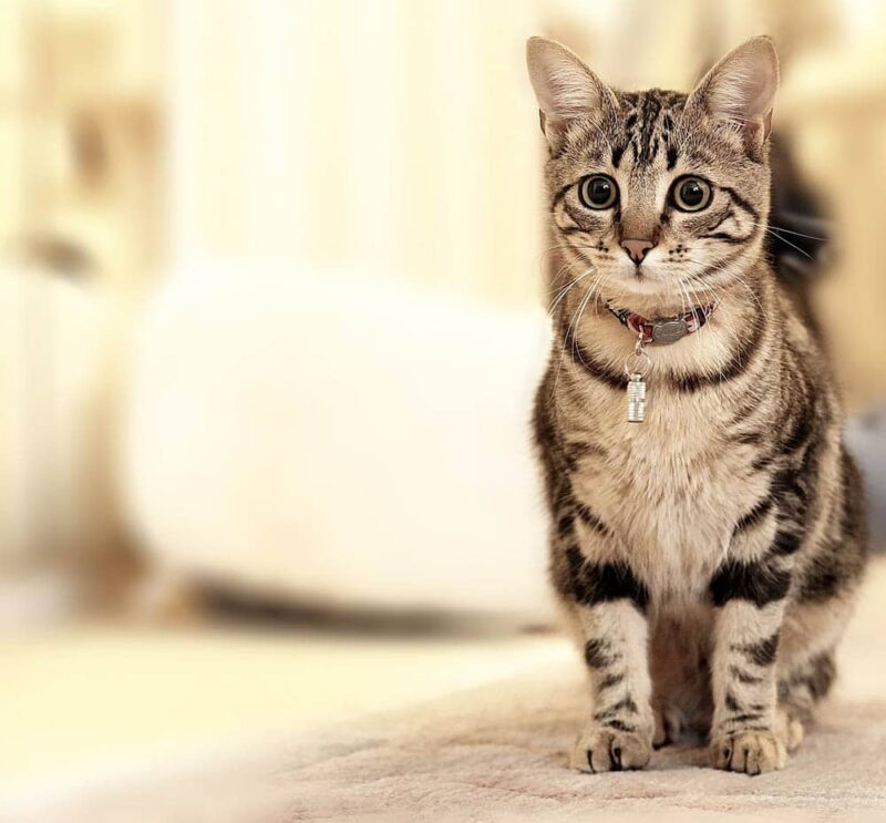 cat obediently sitting on the floor