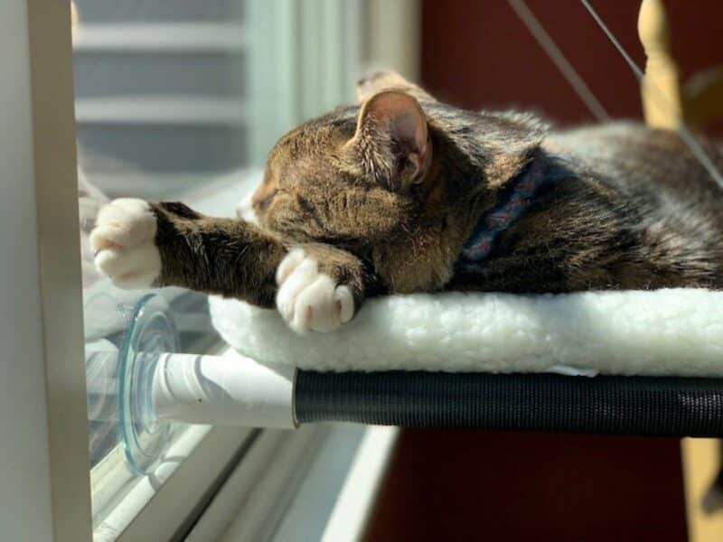 cat on Kitty Cot Cat Perch