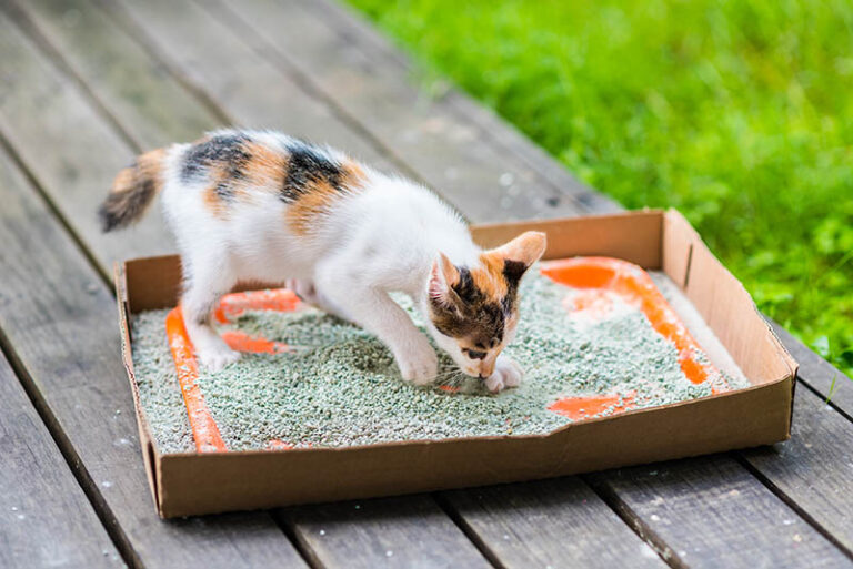 How to Dispose of Used Cat Litter 4 VetApproved Suggestions Catster