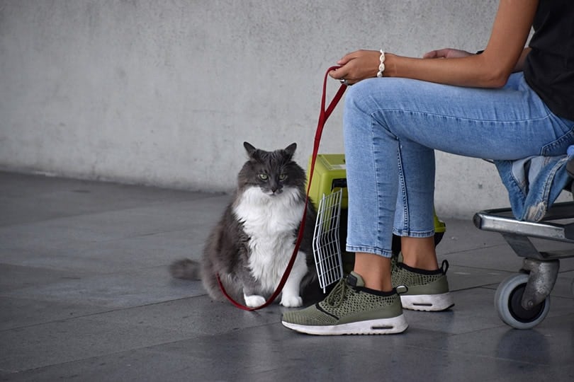 cat on a leash sitting at the airport with owner