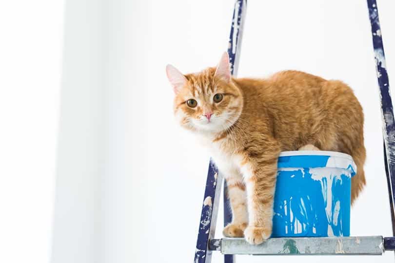 cat on a stepladder with a can of paint