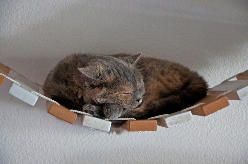 cat on a suspension bridge