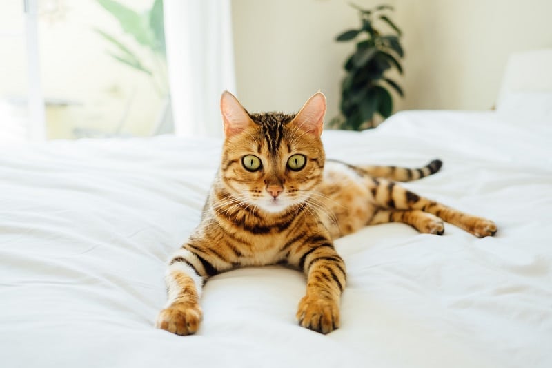 cat on bed